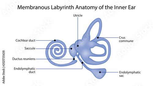 Foto Membranous Labyrinth Anatomy of the Inner Ear
membranous labyrinth showing the utricle, saccule, cochlear duct, endolymphatic duct, and semicircular canal connections