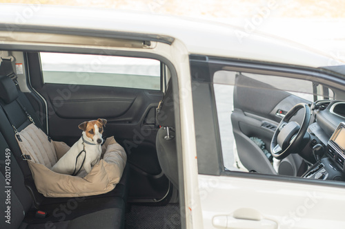 Photos Jack Russell Terrier Dog in a Special Car Seat.