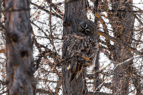 Great Grey Owl (Strix nebulosa). A large wild owl perches on a larch tree branch in the forest. A bird of prey in its natural habitat. Wildlife of Siberia and the Russian Far East. Magadan Oblast. May