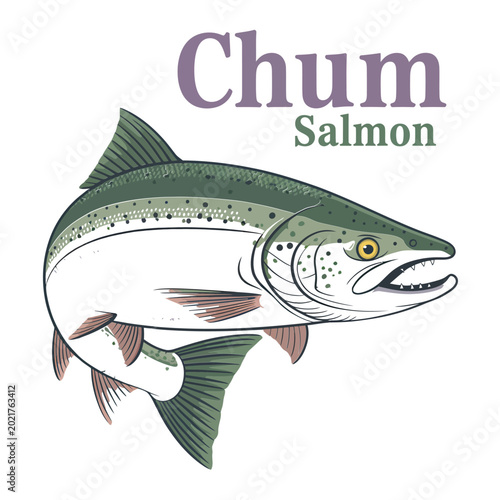 Photos chum salmon illustration detailed aquatic wildlife artwork