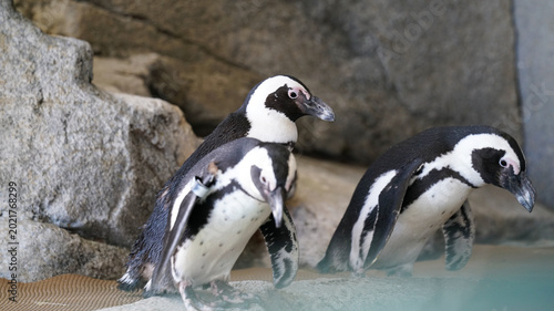 Tablou pe pânză penguin at the zoo