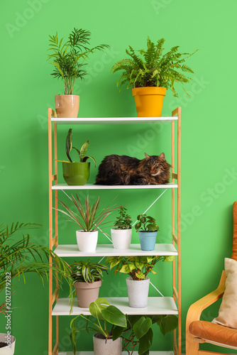 Fluffy cat with plants on s...
