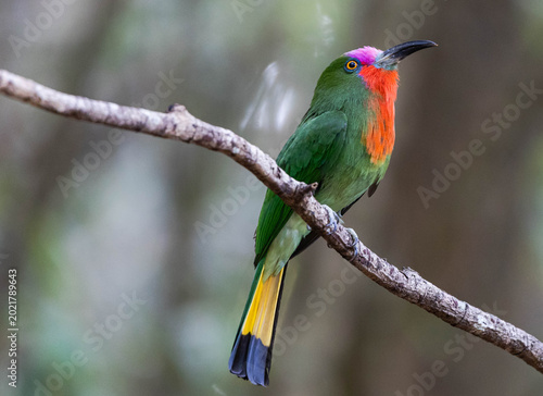 Red-bearded Bee-eater ,Nyctyornis amictus is a beautifully colored bird found in forests. It has a very distinctive appearance, with a leaf-green body and a bright red 