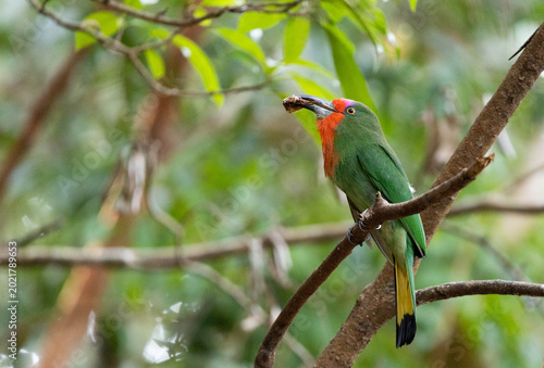 Red-bearded Bee-eater ,Nyctyornis amictus is a beautifully colored bird found in forests. It has a very distinctive appearance, with a leaf-green body and a bright red 