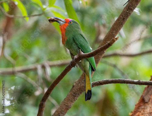 Red-bearded Bee-eater ,Nyctyornis amictus is a beautifully colored bird found in forests. It has a very distinctive appearance, with a leaf-green body and a bright red 