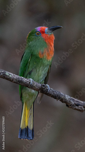 Red-bearded Bee-eater ,Nyctyornis amictus is a beautifully colored bird found in forests. It has a very distinctive appearance, with a leaf-green body and a bright red 