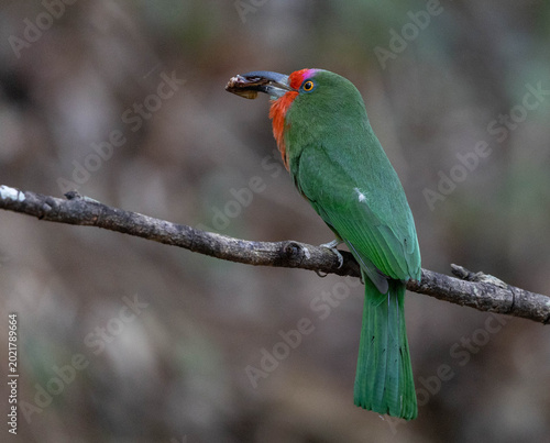 Red-bearded Bee-eater ,Nyctyornis amictus is a beautifully colored bird found in forests. It has a very distinctive appearance, with a leaf-green body and a bright red 