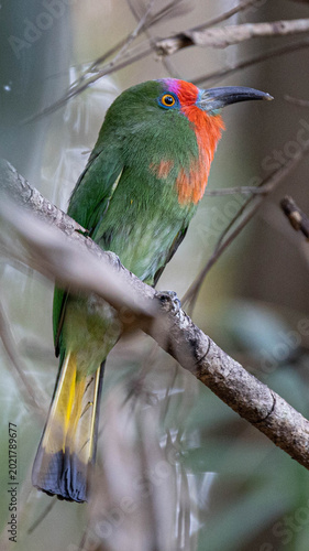 Red-bearded Bee-eater ,Nyctyornis amictus is a beautifully colored bird found in forests. It has a very distinctive appearance, with a leaf-green body and a bright red 