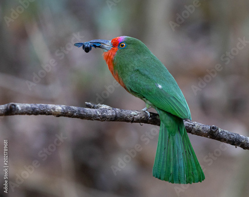 Red-bearded Bee-eater ,Nyctyornis amictus is a beautifully colored bird found in forests. It has a very distinctive appearance, with a leaf-green body and a bright red 