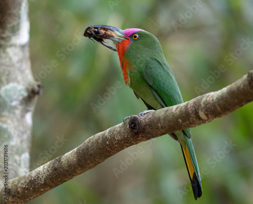 Red-bearded Bee-eater ,Nyctyornis amictus is a beautifully colored bird found in forests. It has a very distinctive appearance, with a leaf-green body and a bright red 