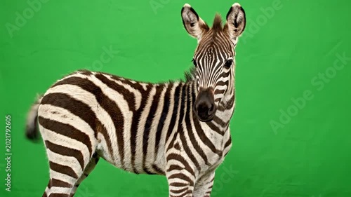 A zebra stands against a vibrant green screen background, looking directly at the camera.