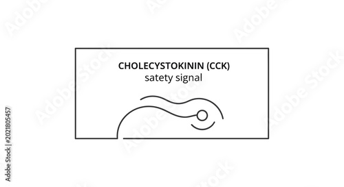 Cholecystokinin CCK satiety signal illustration