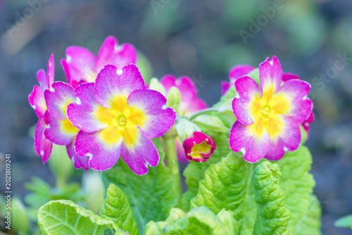 Blooming spring lilac primrose (primrose), a perennial ornamental plant.