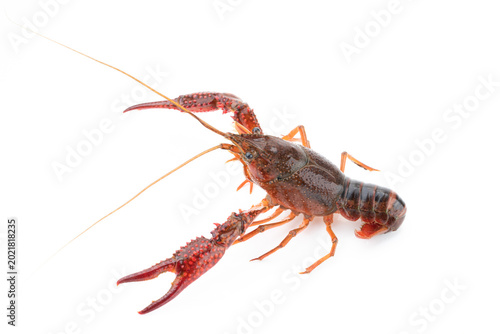 Freshwater Crayfish as Ingredient Produced in Yangzhou, Jiangsu, China
