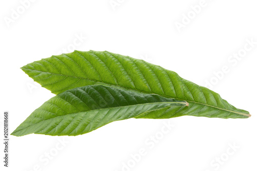 Obraz na plátně Chinese Shanghai Minhang District Growing Loquat Tree Leaves