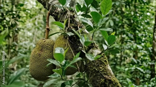 Fresh Organic Jackfruit Hanging on a Tree in a Tropical Garden