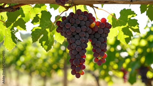 Ripe Red Wine Grapes Hanging on Vine in Sunny Vineyard at Harvest