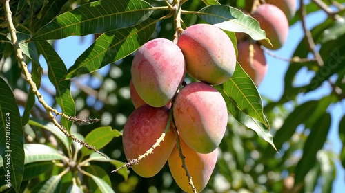 Bunch of Ripe Red Mangoes Hanging from a Tree Branch in Sunlight