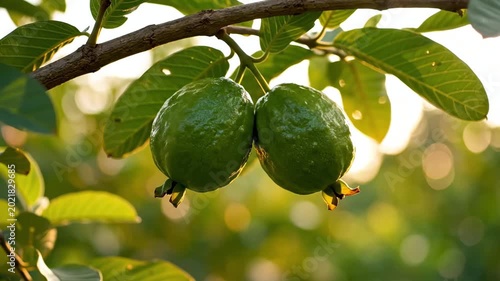 Two Fresh Green Guavas Ripening on a Tree Branch in Golden Light