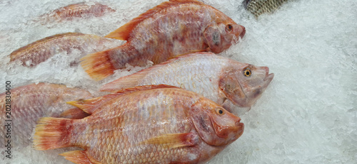 Red tilapia for sale,Fish on ice
