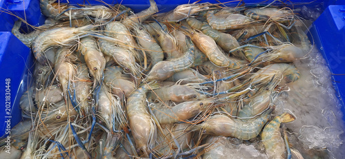 Fresh shrimps at fish market