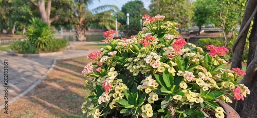 Closeup of bunch red begonia flowers