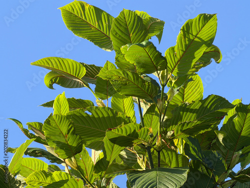 green kratom leaves on the tree