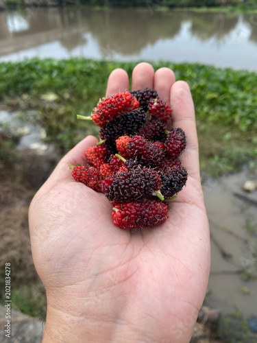 red and black ripe mulberry in the garden