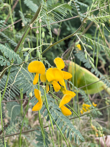 yellow sesbania flowers in the garden