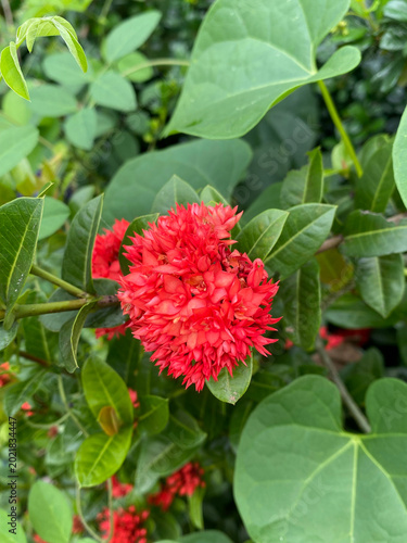 red ixora flower in the garden