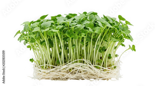 Fresh green sprouts growing in soil