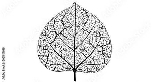 Photos Delicate Symmetrical Skeleton Leaf Vein Pattern