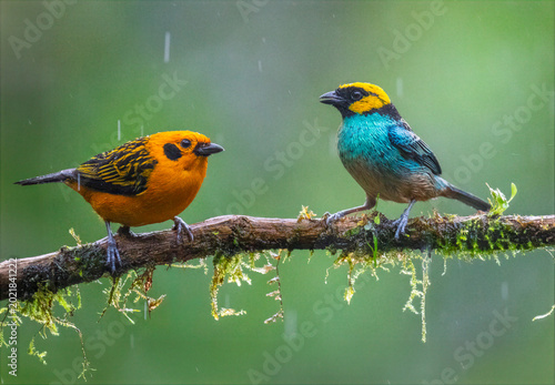 Foto Golden Tanager and Saffron-crowned Tanager perched on mossy branch in the rain