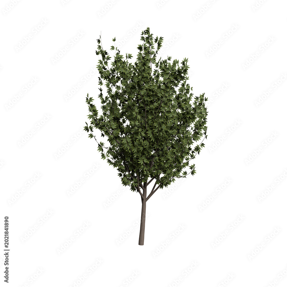 Naklejka premium Isolated Tree on Black Background
