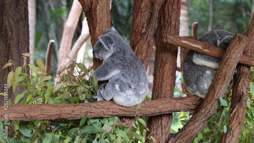 Photography Two Koalas Resting and Climbing on Eucalyptus Tree Branches in Australia