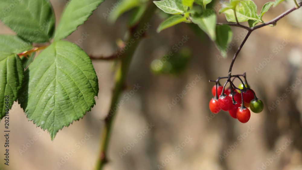 Naklejka premium Close-up of Red and Green Woody Nightshade Berries on a Branch