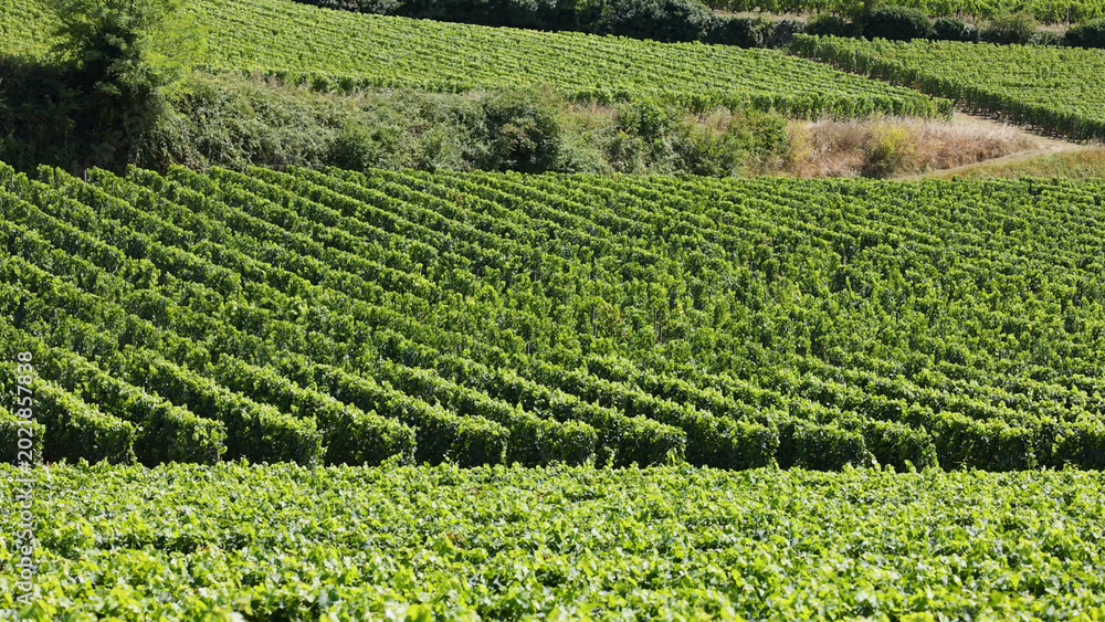 Obraz premium Lush Green Rows of Grapevines in a Saint-Émilion Vineyard Landscape