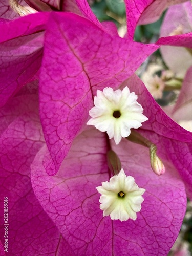 Εκτύπωση καμβά Macro photography of Bougainvillea flowers with vibrant purple bracts