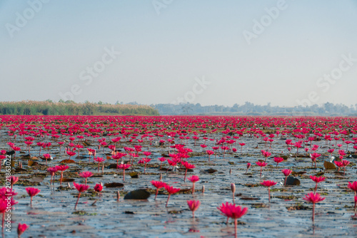 Fotografi Pink lotus lake with countless flowers blooming in shallow water with reeds on h