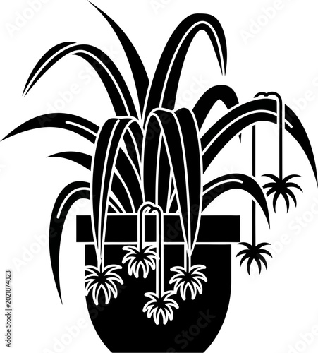 Black Silhouette of an Indoor Spider Plant in a Flower Pot with Hanging Offshoots