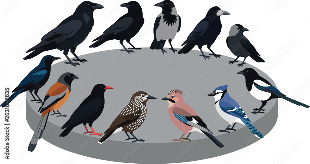 Fototapeta premium Corvid Bird Species Vector Collection Featuring Crows, Ravens, Blue Jay, Magpie, and Jay Perched on Round Platform in Flat Style