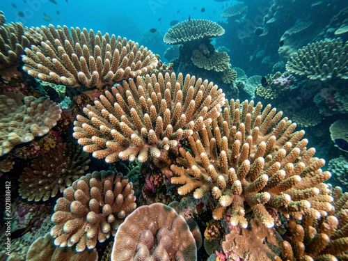 coral reef in the red sea