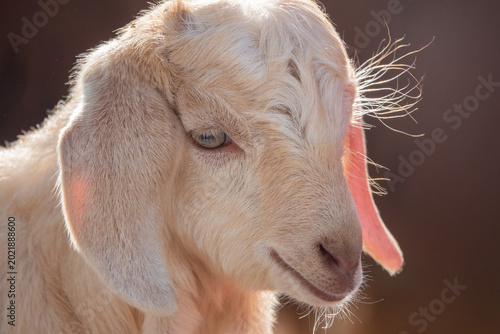 Close-up portrait of a cute young baby goat with soft backlight.