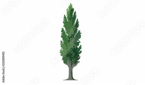 Cuadro en lienzo Poplar Tree Isolated Vector Illustration
