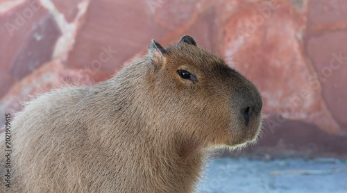 Konstfotografi A capybara with a sly look at the zoo