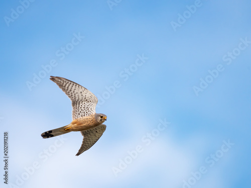 Common kestrel in flight