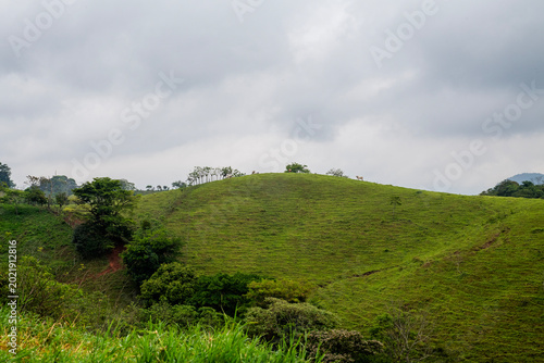 Obraz na plátně valley in Chiapas Mexico with bobino cattle grazing freely