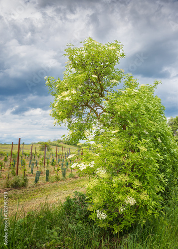 Many delicate white flowers and green blurred leaves of Sambucus tree, known as elder or elderberry