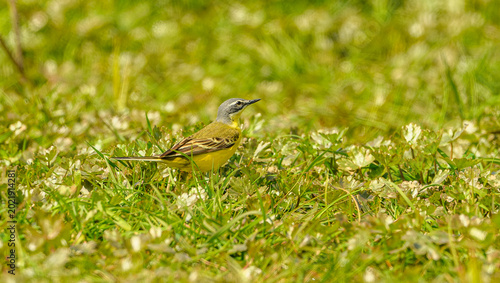Foto western yellow wagtail (Motacilla flava) on ground