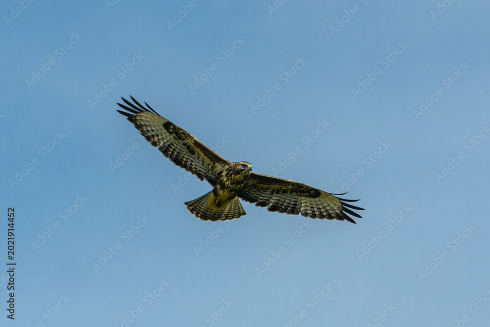 Fototapeta premium bird of prey in flight on the sky